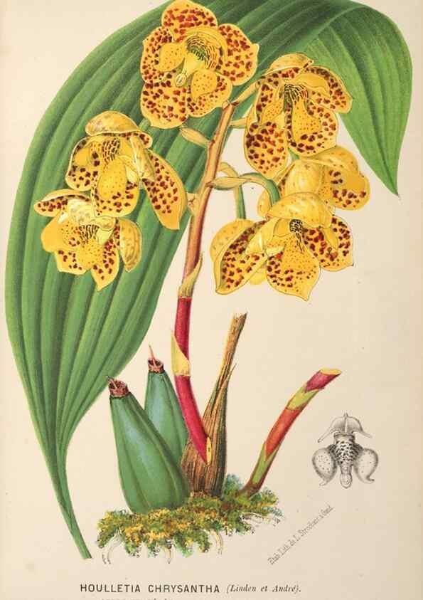 Reproducción/Reproduction 49690958222: L'Illustration horticole :. Gand, Belgium :Imprimerie et lithographie de F. et E. Gyselnyck,1854-1896.. 