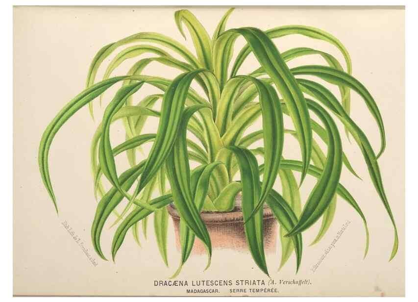 Reproducción/Reproduction 49690958402: L'Illustration horticole :. Gand, Belgium :Imprimerie et lithographie de F. et E. Gyselnyck,1854-1896.. 