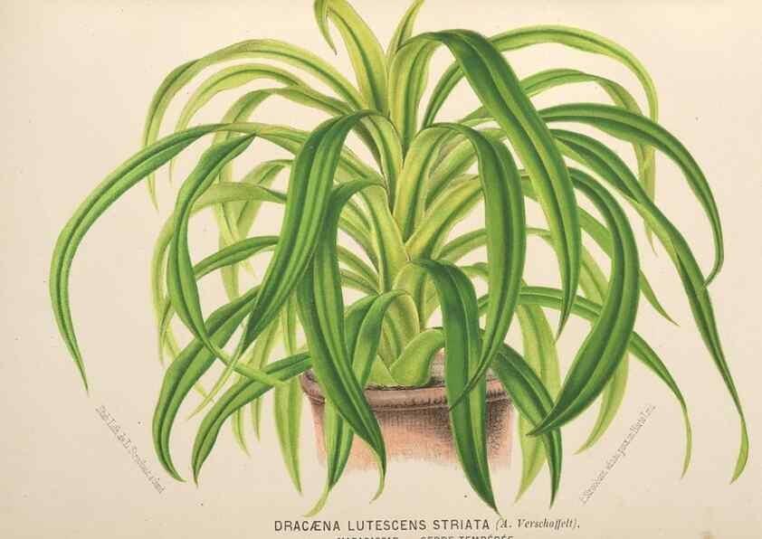 Reproducción/Reproduction 49690958402: L'Illustration horticole :. Gand, Belgium :Imprimerie et lithographie de F. et E. Gyselnyck,1854-1896.. 