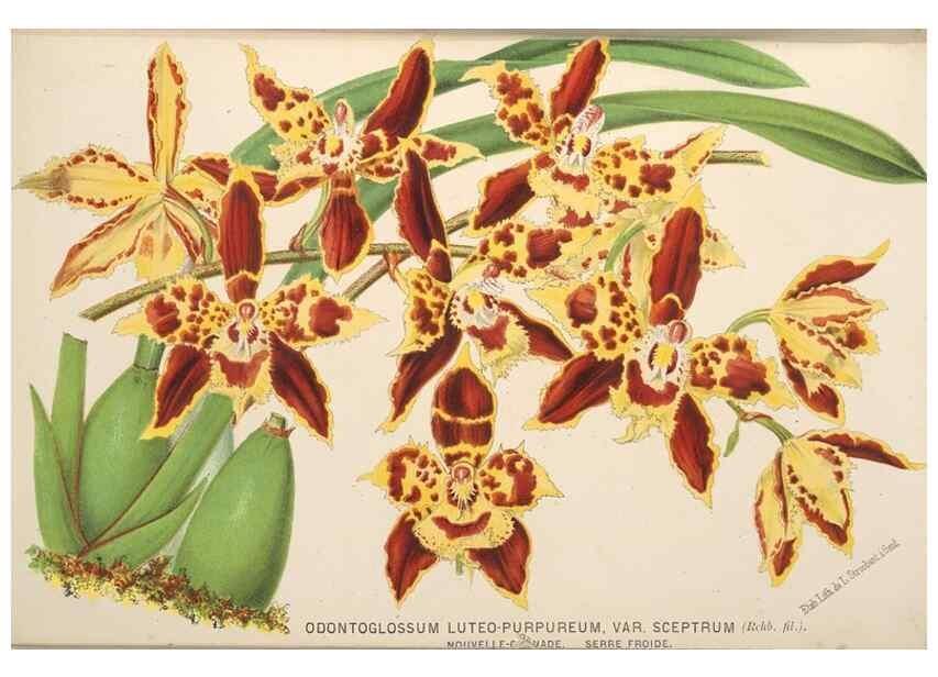 Reproducción/Reproduction 49690958627: L'Illustration horticole :. Gand, Belgium :Imprimerie et lithographie de F. et E. Gyselnyck,1854-1896.. 