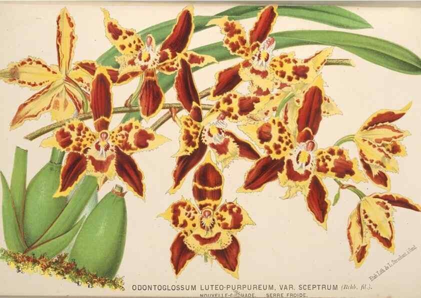 Reproducción/Reproduction 49690958627: L'Illustration horticole :. Gand, Belgium :Imprimerie et lithographie de F. et E. Gyselnyck,1854-1896.. 