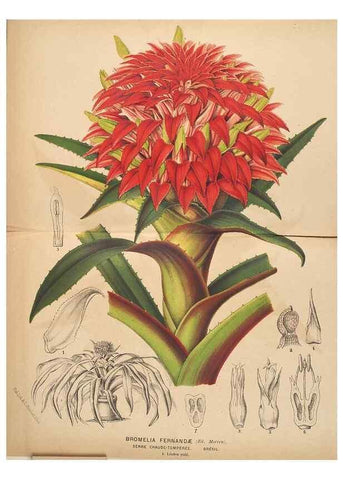 Reproducción/Reproduction 49690956422: L'Illustration horticole :. Gand, Belgium :Imprimerie et lithographie de F. et E. Gyselnyck,1854-1896.. 