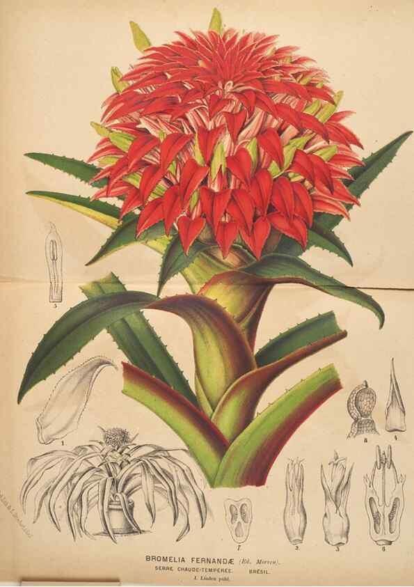 Reproducción/Reproduction 49690956422: L'Illustration horticole :. Gand, Belgium :Imprimerie et lithographie de F. et E. Gyselnyck,1854-1896.. 