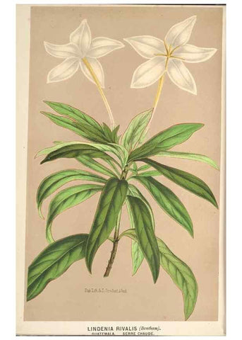 Reproducción/Reproduction 49690115223: L'Illustration horticole :. Gand, Belgium :Imprimerie et lithographie de F. et E. Gyselnyck,1854-1896.. 