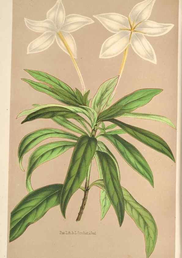 Reproducción/Reproduction 49690115223: L'Illustration horticole :. Gand, Belgium :Imprimerie et lithographie de F. et E. Gyselnyck,1854-1896.. 