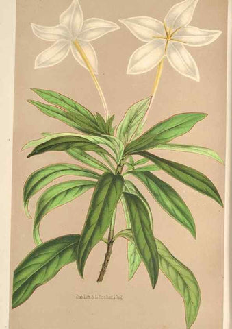 Reproducción/Reproduction 49690115223: L'Illustration horticole :. Gand, Belgium :Imprimerie et lithographie de F. et E. Gyselnyck,1854-1896.. 