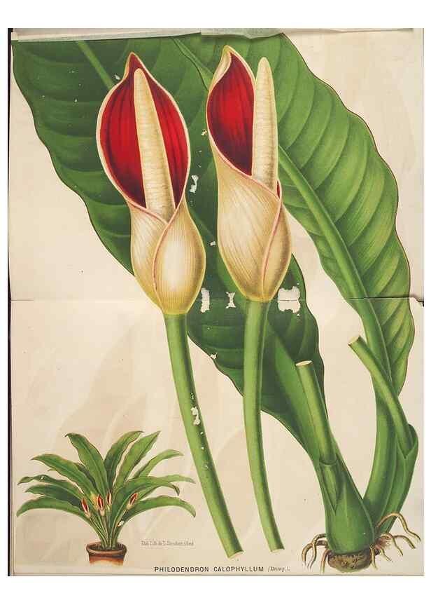 Reproducción/Reproduction 49690650006: L'Illustration horticole :. Gand, Belgium :Imprimerie et lithographie de F. et E. Gyselnyck,1854-1896.. 