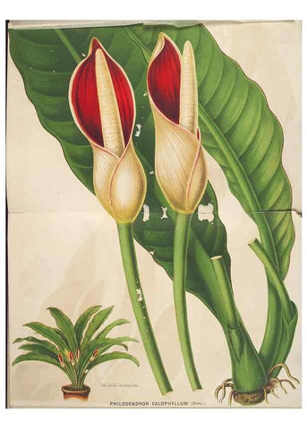 Reproducción/Reproduction 49690650006: L'Illustration horticole :. Gand, Belgium :Imprimerie et lithographie de F. et E. Gyselnyck,1854-1896.. 