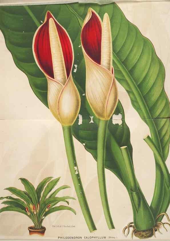 Reproducción/Reproduction 49690650006: L'Illustration horticole :. Gand, Belgium :Imprimerie et lithographie de F. et E. Gyselnyck,1854-1896.. 