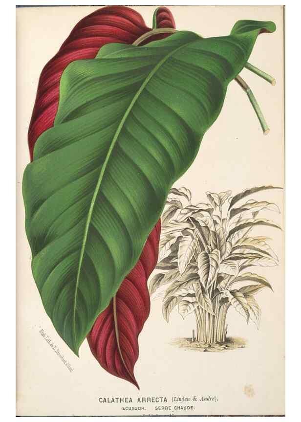 Reproducción/Reproduction 49690650251: L'Illustration horticole :. Gand, Belgium :Imprimerie et lithographie de F. et E. Gyselnyck,1854-1896.. 