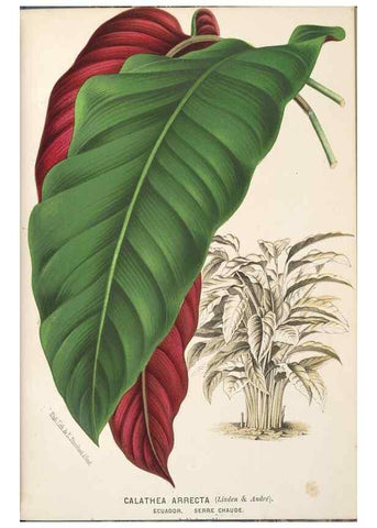 Reproducción/Reproduction 49690650251: L'Illustration horticole :. Gand, Belgium :Imprimerie et lithographie de F. et E. Gyselnyck,1854-1896.. 