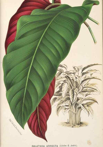 Reproducción/Reproduction 49690650251: L'Illustration horticole :. Gand, Belgium :Imprimerie et lithographie de F. et E. Gyselnyck,1854-1896.. 