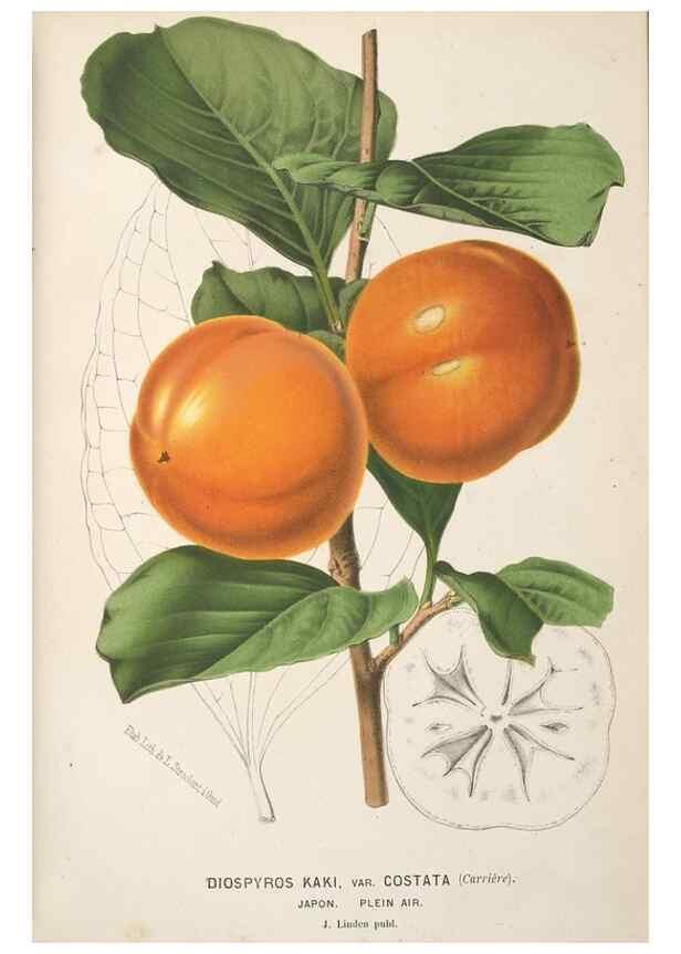 Reproducción/Reproduction 49690960227: L'Illustration horticole :. Gand, Belgium :Imprimerie et lithographie de F. et E. Gyselnyck,1854-1896.. 