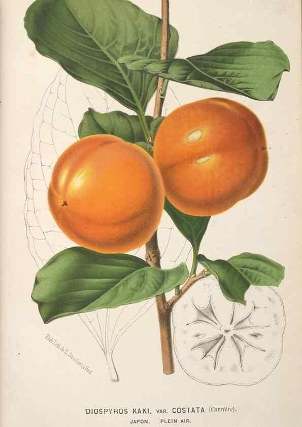 Reproducción/Reproduction 49690960227: L'Illustration horticole :. Gand, Belgium :Imprimerie et lithographie de F. et E. Gyselnyck,1854-1896.. 