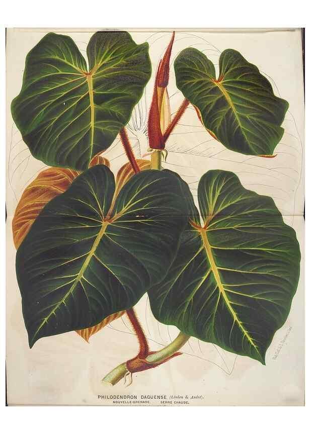 Reproducción/Reproduction 49690650791: L'Illustration horticole :. Gand, Belgium :Imprimerie et lithographie de F. et E. Gyselnyck,1854-1896.. 