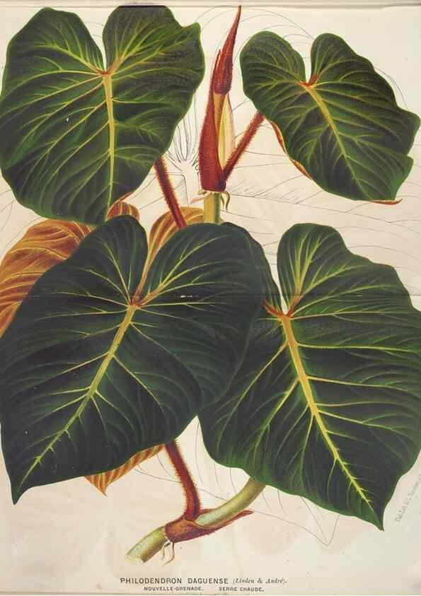 Reproducción/Reproduction 49690650791: L'Illustration horticole :. Gand, Belgium :Imprimerie et lithographie de F. et E. Gyselnyck,1854-1896.. 