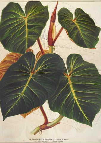 Reproducción/Reproduction 49690650791: L'Illustration horticole :. Gand, Belgium :Imprimerie et lithographie de F. et E. Gyselnyck,1854-1896.. 