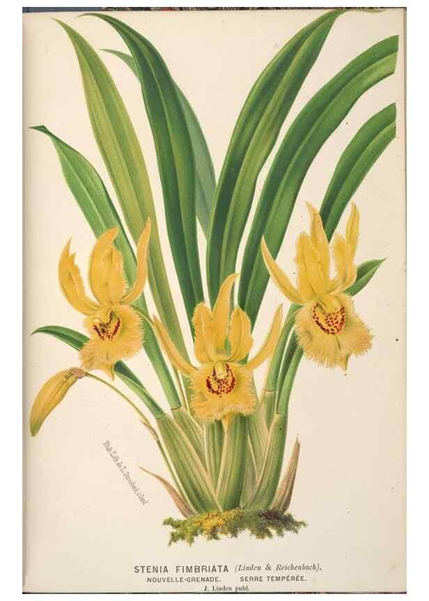 Reproducción/Reproduction 49690961007: L'Illustration horticole :. Gand, Belgium :Imprimerie et lithographie de F. et E. Gyselnyck,1854-1896.. 