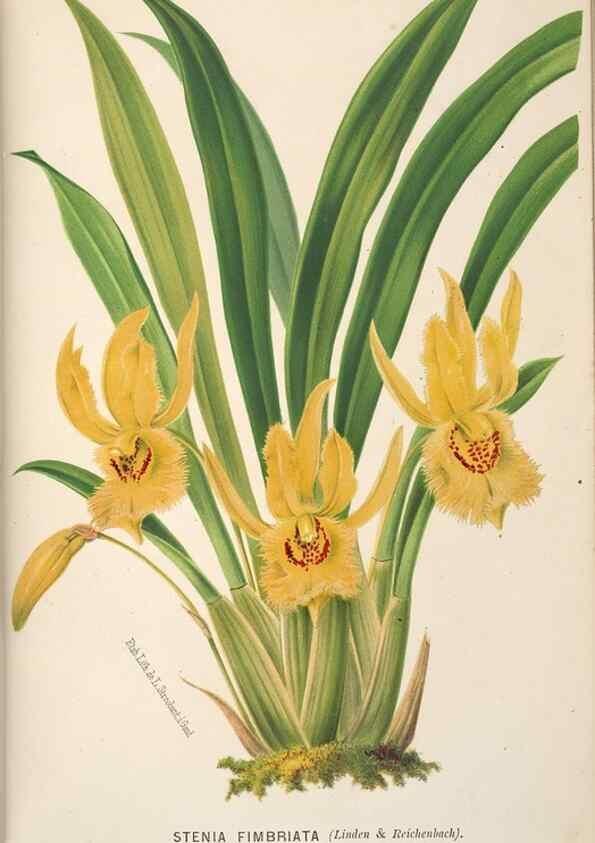 Reproducción/Reproduction 49690961007: L'Illustration horticole :. Gand, Belgium :Imprimerie et lithographie de F. et E. Gyselnyck,1854-1896.. 