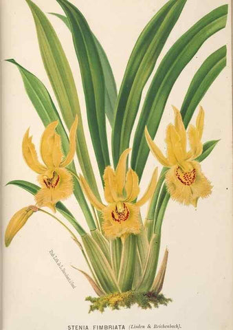 Reproducción/Reproduction 49690961007: L'Illustration horticole :. Gand, Belgium :Imprimerie et lithographie de F. et E. Gyselnyck,1854-1896.. 