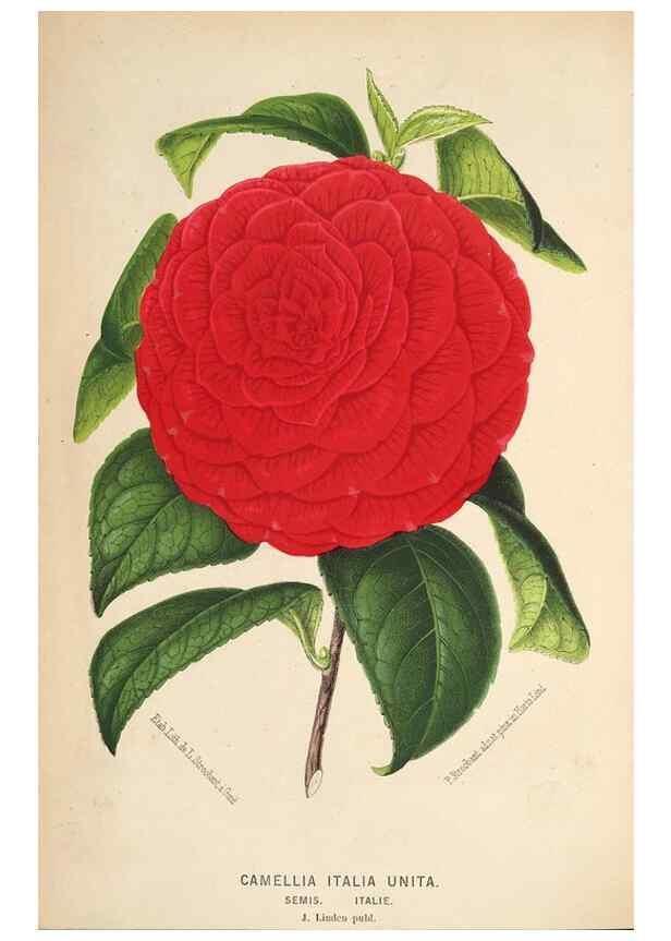 Reproducción/Reproduction 49690117488: L'Illustration horticole :. Gand, Belgium :Imprimerie et lithographie de F. et E. Gyselnyck,1854-1896.. 