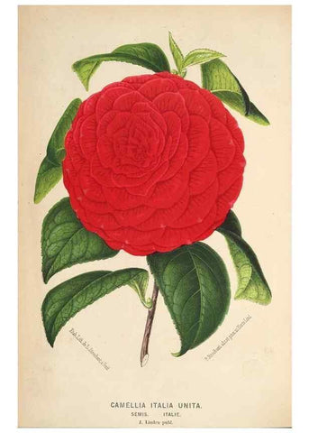 Reproducción/Reproduction 49690117488: L'Illustration horticole :. Gand, Belgium :Imprimerie et lithographie de F. et E. Gyselnyck,1854-1896.. 