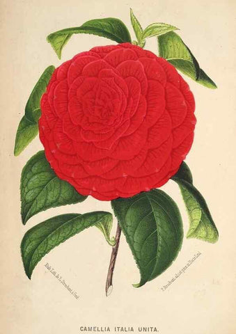 Reproducción/Reproduction 49690117488: L'Illustration horticole :. Gand, Belgium :Imprimerie et lithographie de F. et E. Gyselnyck,1854-1896.. 