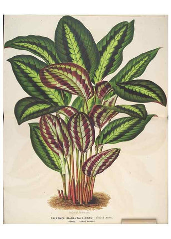 Reproducción/Reproduction 49690117713: L'Illustration horticole :. Gand, Belgium :Imprimerie et lithographie de F. et E. Gyselnyck,1854-1896.. 