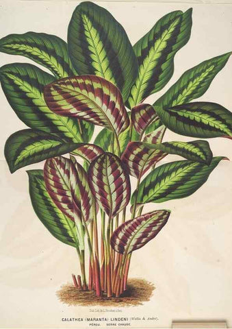 Reproducción/Reproduction 49690117713: L'Illustration horticole :. Gand, Belgium :Imprimerie et lithographie de F. et E. Gyselnyck,1854-1896.. 