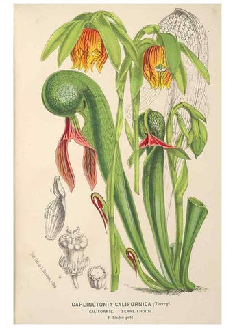 Reproducción/Reproduction 49690115513: L'Illustration horticole :. Gand, Belgium :Imprimerie et lithographie de F. et E. Gyselnyck,1854-1896.. 