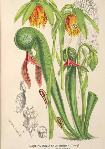 Reproducción/Reproduction 49690115513: L'Illustration horticole :. Gand, Belgium :Imprimerie et lithographie de F. et E. Gyselnyck,1854-1896.. 