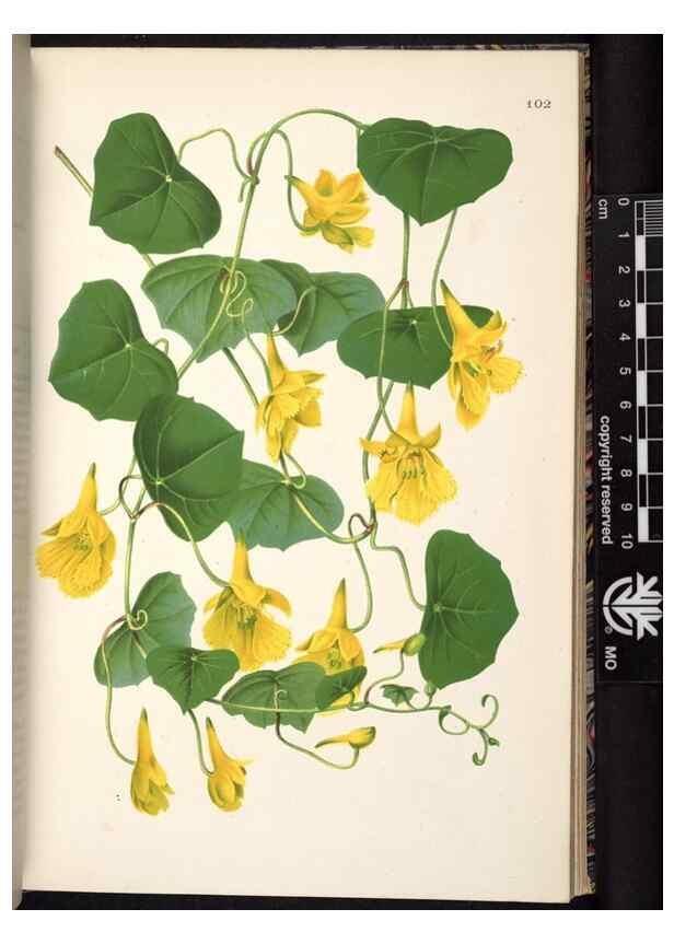 Reproducción/Reproduction 49691138477: L'Illustration horticole :. Gand, Belgium :Imprimerie et lithographie de F. et E. Gyselnyck,1854-1896.. 