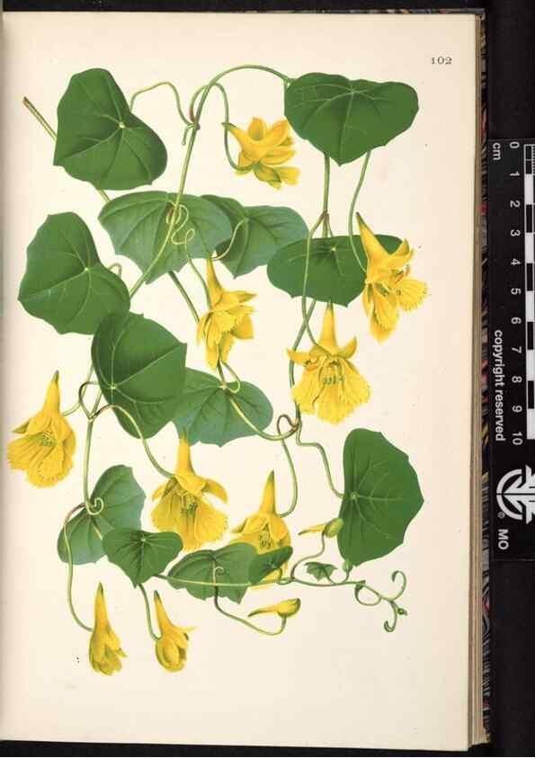 Reproducción/Reproduction 49691138477: L'Illustration horticole :. Gand, Belgium :Imprimerie et lithographie de F. et E. Gyselnyck,1854-1896.. 