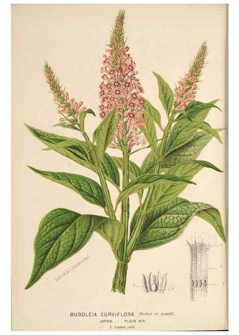 Reproducción/Reproduction 49690906447: L'Illustration horticole :. Gand, Belgium :Imprimerie et lithographie de F. et E. Gyselnyck,1854-1896.. 