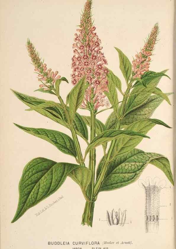 Reproducción/Reproduction 49690906447: L'Illustration horticole :. Gand, Belgium :Imprimerie et lithographie de F. et E. Gyselnyck,1854-1896.. 