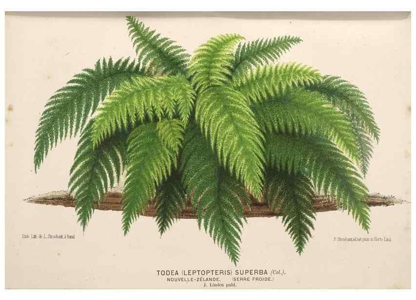 Reproducción/Reproduction 49690905882: L'Illustration horticole :. Gand, Belgium :Imprimerie et lithographie de F. et E. Gyselnyck,1854-1896.. 