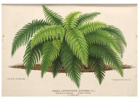 Reproducción/Reproduction 49690905882: L'Illustration horticole :. Gand, Belgium :Imprimerie et lithographie de F. et E. Gyselnyck,1854-1896.. 