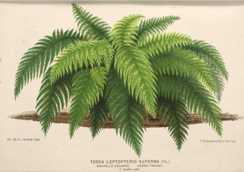 Reproducción/Reproduction 49690905882: L'Illustration horticole :. Gand, Belgium :Imprimerie et lithographie de F. et E. Gyselnyck,1854-1896.. 