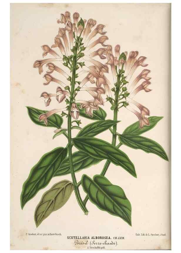 Reproducción/Reproduction 49690840472: L'Illustration horticole :. Gand, Belgium :Imprimerie et lithographie de F. et E. Gyselnyck,1854-1896.. 