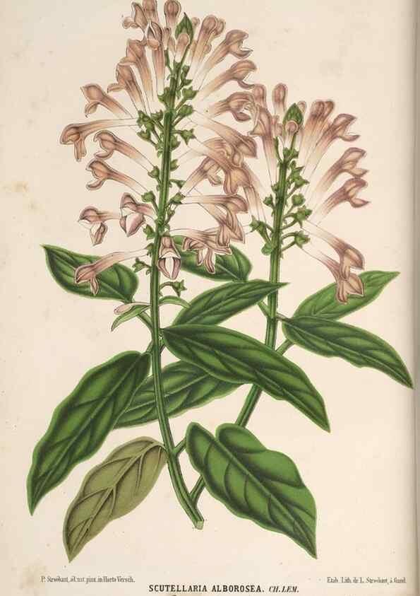 Reproducción/Reproduction 49690840472: L'Illustration horticole :. Gand, Belgium :Imprimerie et lithographie de F. et E. Gyselnyck,1854-1896.. 