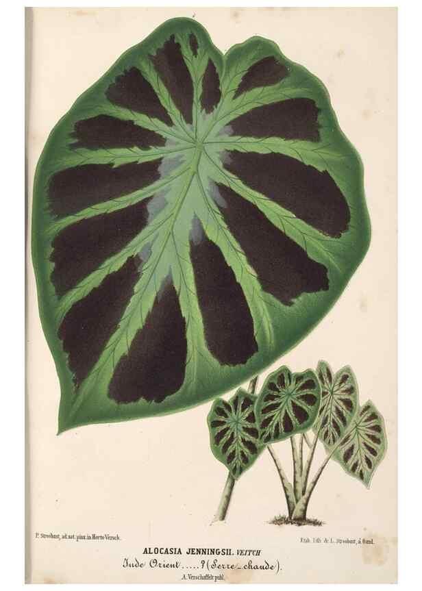 Reproducción/Reproduction 49690840742: L'Illustration horticole :. Gand, Belgium :Imprimerie et lithographie de F. et E. Gyselnyck,1854-1896.. 