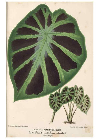 Reproducción/Reproduction 49690840742: L'Illustration horticole :. Gand, Belgium :Imprimerie et lithographie de F. et E. Gyselnyck,1854-1896.. 