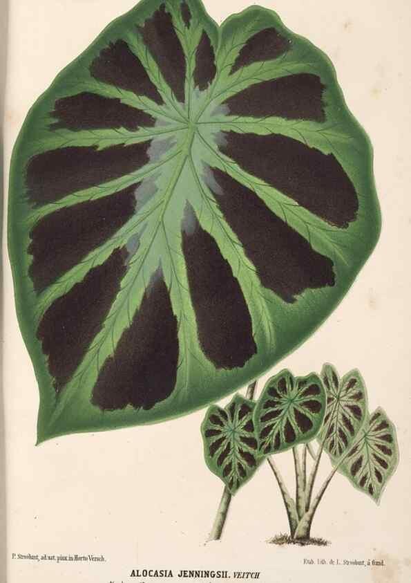 Reproducción/Reproduction 49690840742: L'Illustration horticole :. Gand, Belgium :Imprimerie et lithographie de F. et E. Gyselnyck,1854-1896.. 