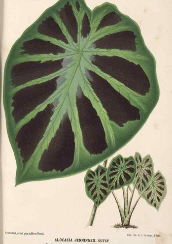 Reproducción/Reproduction 49690840742: L'Illustration horticole :. Gand, Belgium :Imprimerie et lithographie de F. et E. Gyselnyck,1854-1896.. 