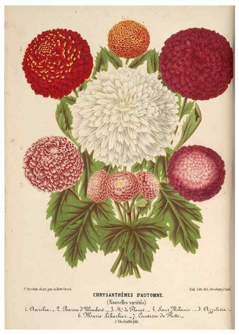 Reproducción/Reproduction 49690531901: L'Illustration horticole :. Gand, Belgium :Imprimerie et lithographie de F. et E. Gyselnyck,1854-1896.. 
