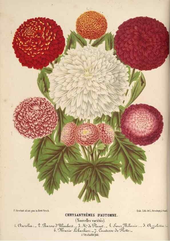 Reproducción/Reproduction 49690531901: L'Illustration horticole :. Gand, Belgium :Imprimerie et lithographie de F. et E. Gyselnyck,1854-1896.. 