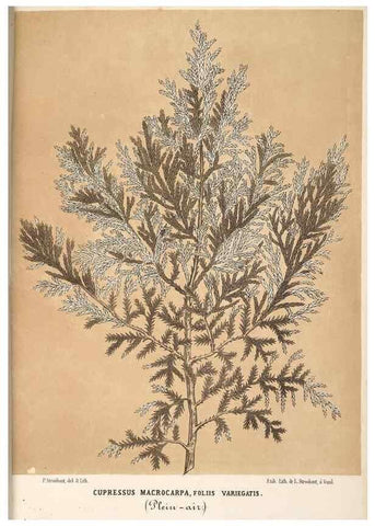 Reproducción/Reproduction 49690841327: L'Illustration horticole :. Gand, Belgium :Imprimerie et lithographie de F. et E. Gyselnyck,1854-1896.. 