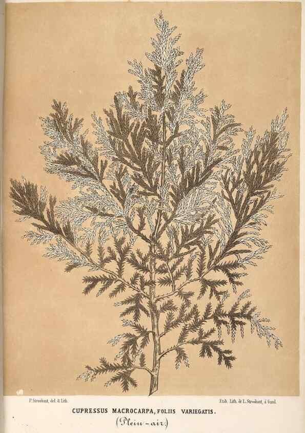 Reproducción/Reproduction 49690841327: L'Illustration horticole :. Gand, Belgium :Imprimerie et lithographie de F. et E. Gyselnyck,1854-1896.. 