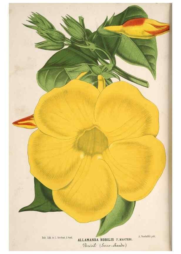 Reproducción/Reproduction 49690841622: L'Illustration horticole :. Gand, Belgium :Imprimerie et lithographie de F. et E. Gyselnyck,1854-1896.. 