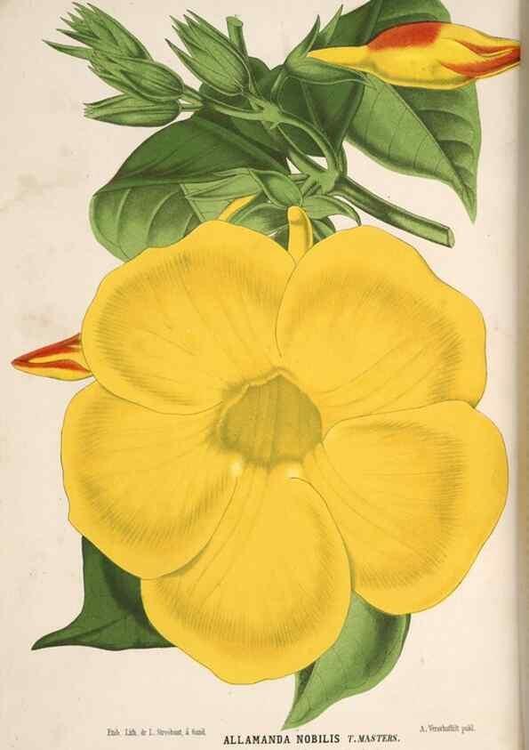 Reproducción/Reproduction 49690841622: L'Illustration horticole :. Gand, Belgium :Imprimerie et lithographie de F. et E. Gyselnyck,1854-1896.. 